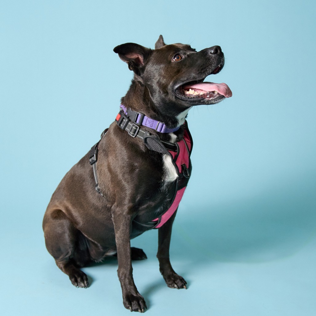 Diamond, an adoptable Pit Bull Terrier, Labrador Retriever in Shawnee, KS, 66214 | Photo Image 3