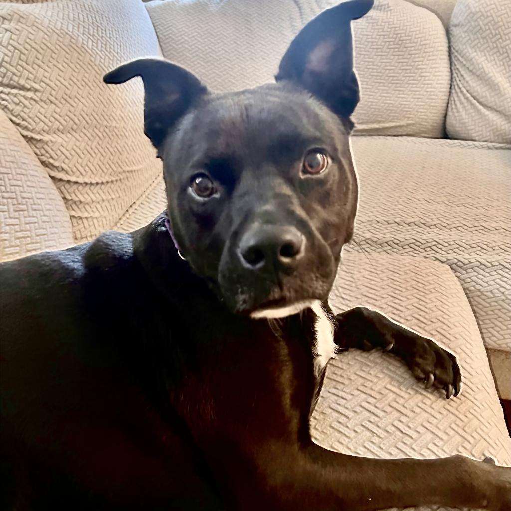 Diamond, an adoptable Pit Bull Terrier, Labrador Retriever in Shawnee, KS, 66214 | Photo Image 4