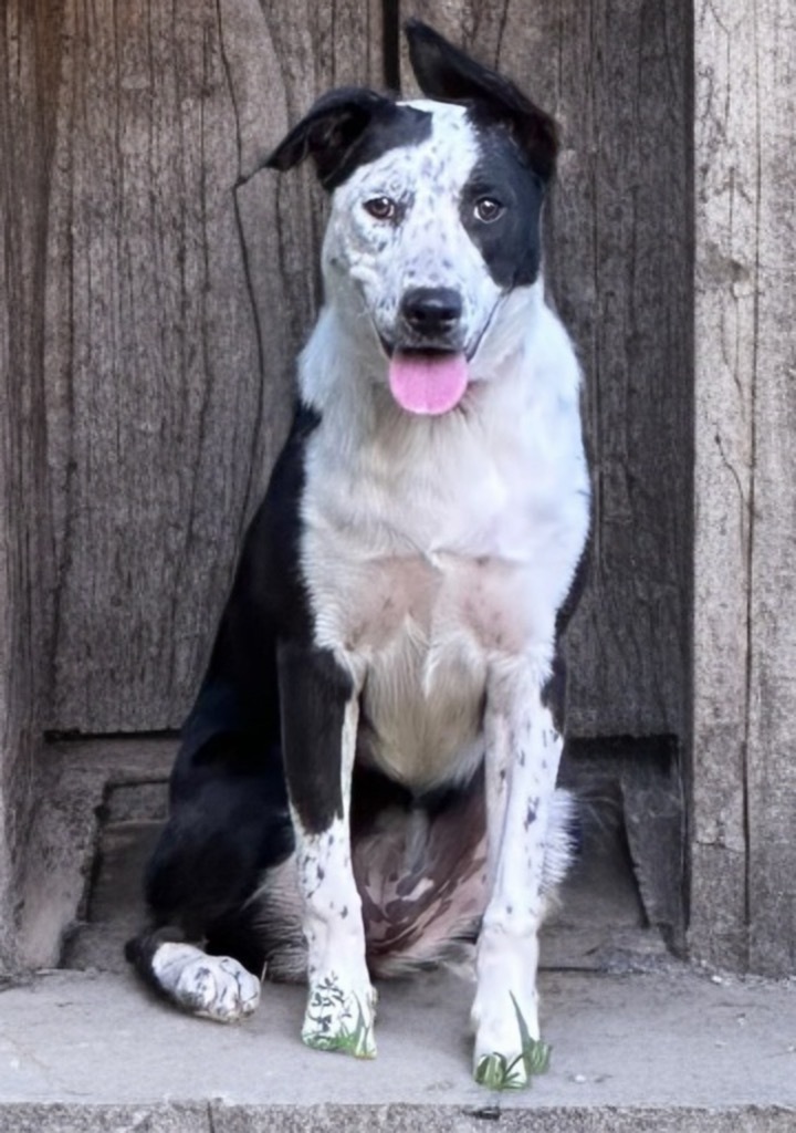 Indie (fka Sweetie)