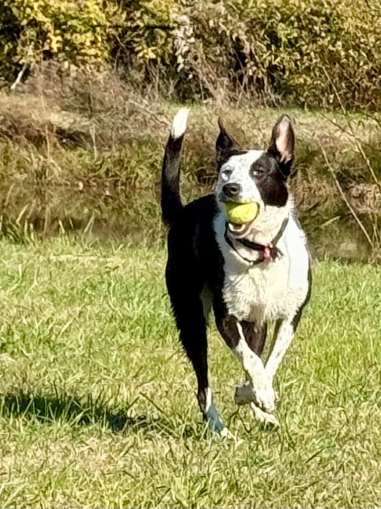Indie (fka Sweetie)
