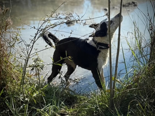 Indie (fka Sweetie)