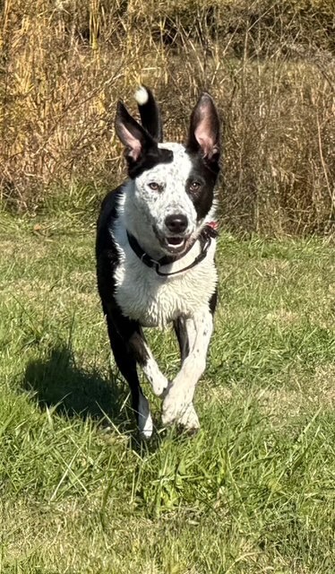 Indie (fka Sweetie)