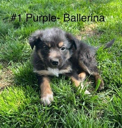 Ballerina, an adoptable Shepherd, Collie in Pendleton, OR, 97801 | Photo Image 1