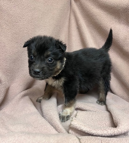 Ballerina, an adoptable Shepherd, Collie in Pendleton, OR, 97801 | Photo Image 2