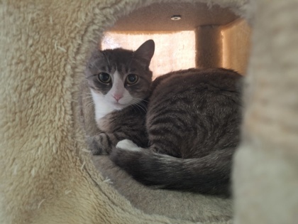 Happy Birthday, an adoptable Domestic Short Hair in Pendleton, OR, 97801 | Photo Image 1