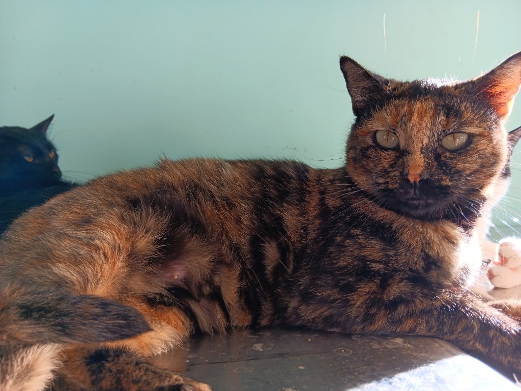 Juno, an adoptable Domestic Short Hair in Mena, AR, 71953 | Photo Image 1