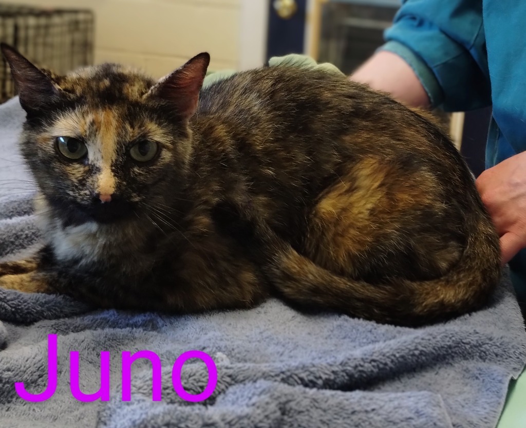 Juno, an adoptable Domestic Short Hair in Mena, AR, 71953 | Photo Image 2