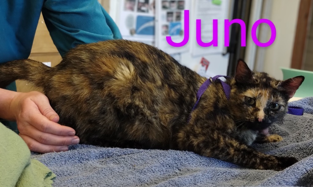 Juno, an adoptable Domestic Short Hair in Mena, AR, 71953 | Photo Image 3