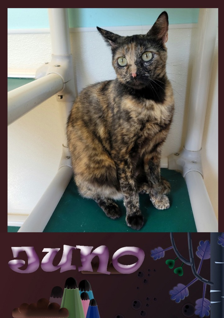 Juno, an adoptable Domestic Short Hair in Mena, AR, 71953 | Photo Image 4