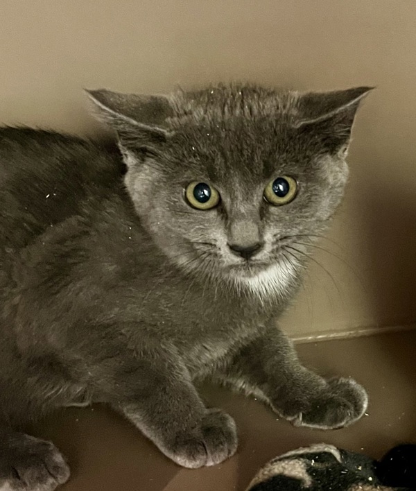 Abbi, an adoptable Domestic Short Hair in Spokane Valley, WA, 99212 | Photo Image 1