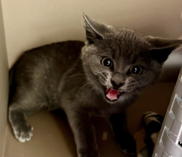 Abbi, an adoptable Domestic Short Hair in Spokane Valley, WA, 99212 | Photo Image 2