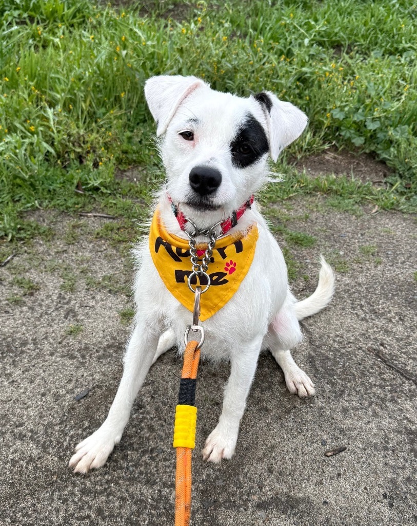 Topaz, an adoptable Terrier, Mixed Breed in Lemoore, CA, 93245 | Photo Image 1