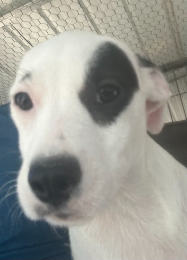 Topaz, an adoptable Terrier, Mixed Breed in Lemoore, CA, 93245 | Photo Image 2