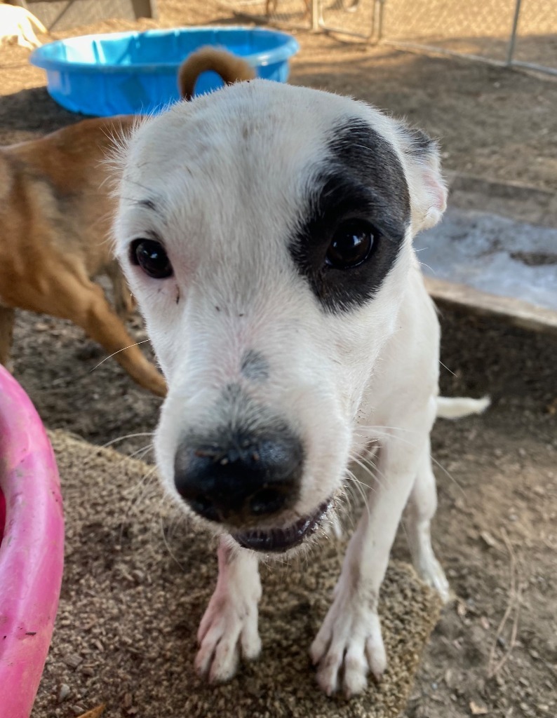 Topaz, an adoptable Terrier, Mixed Breed in Lemoore, CA, 93245 | Photo Image 3
