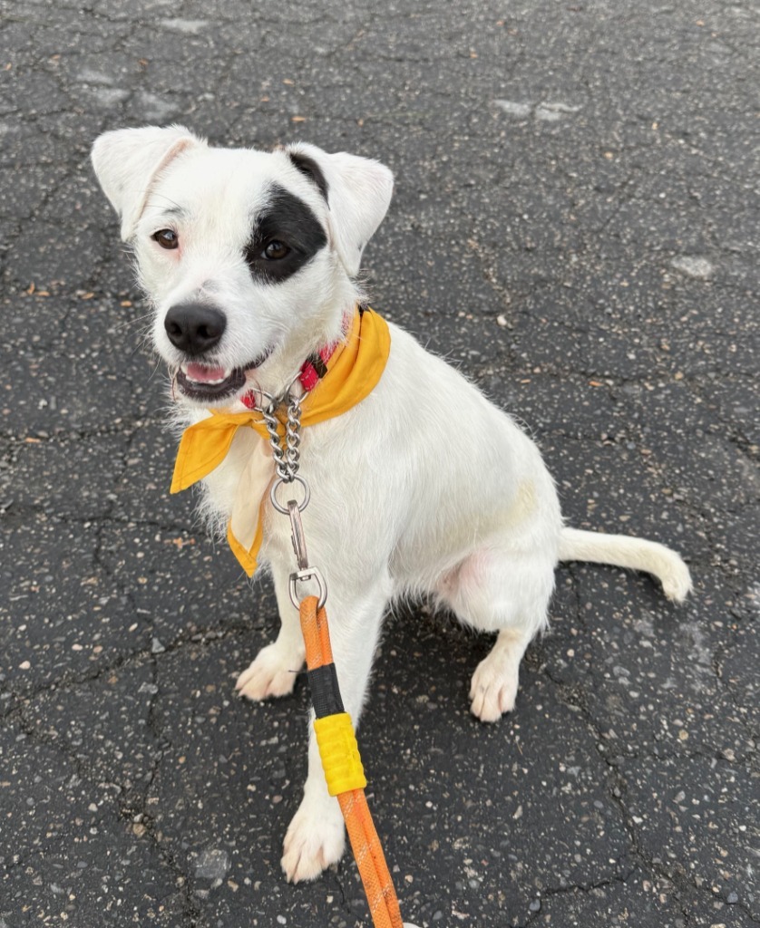 Topaz, an adoptable Terrier, Mixed Breed in Lemoore, CA, 93245 | Photo Image 4