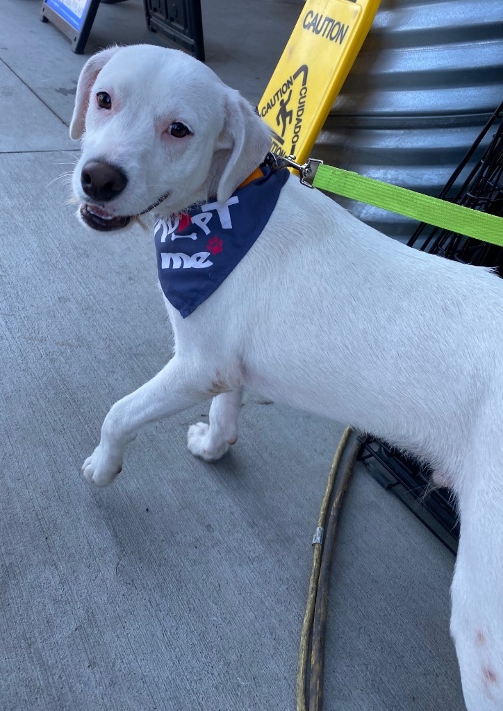 Jasper, an adoptable Terrier, Mixed Breed in Lemoore, CA, 93245 | Photo Image 1