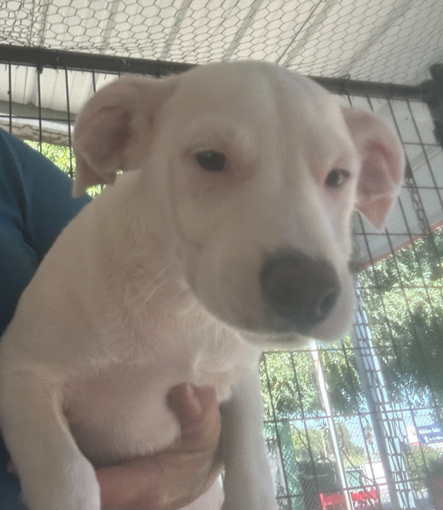 Jasper, an adoptable Terrier, Mixed Breed in Lemoore, CA, 93245 | Photo Image 2
