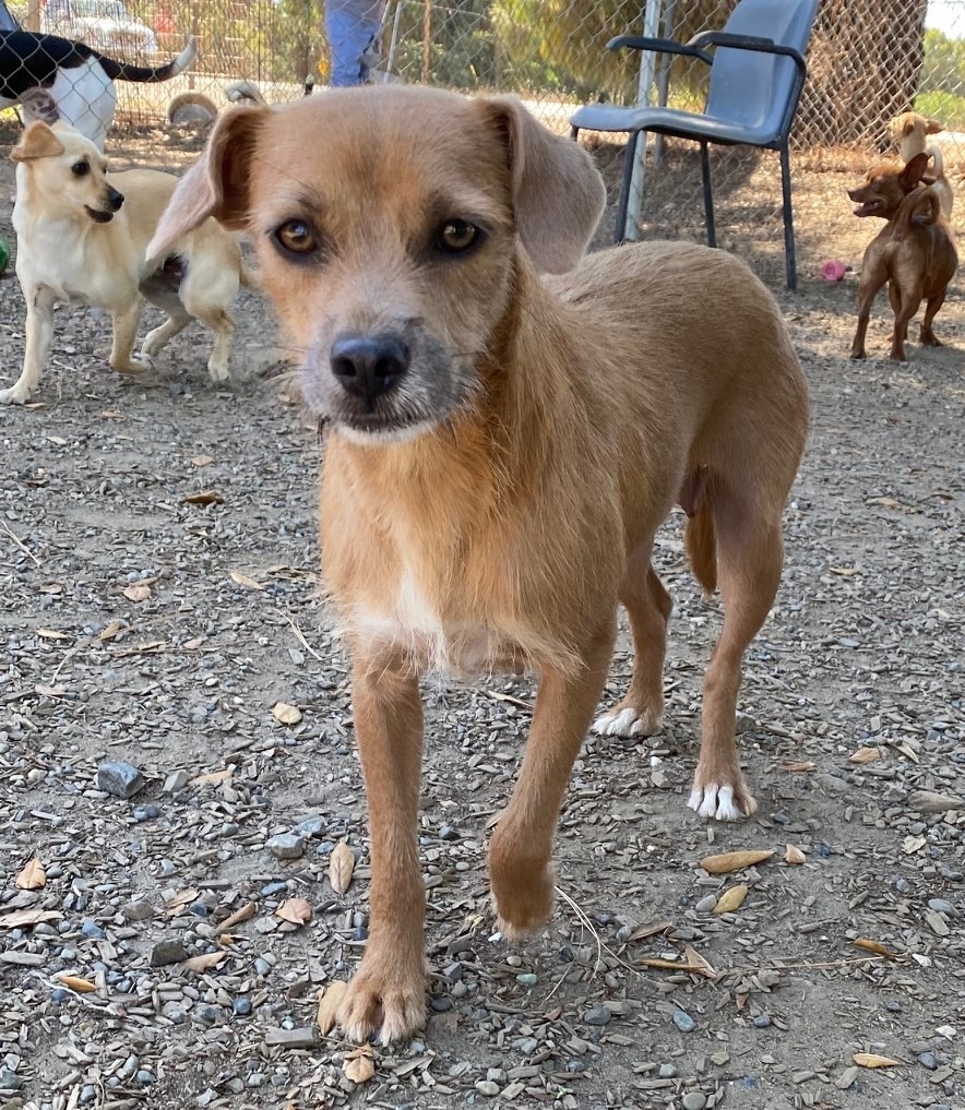 Emerald, an adoptable Terrier, Mixed Breed in Lemoore, CA, 93245 | Photo Image 1