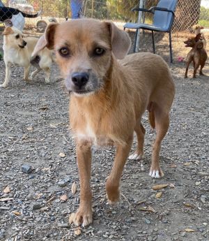 Emerald, Adult Female Terrier