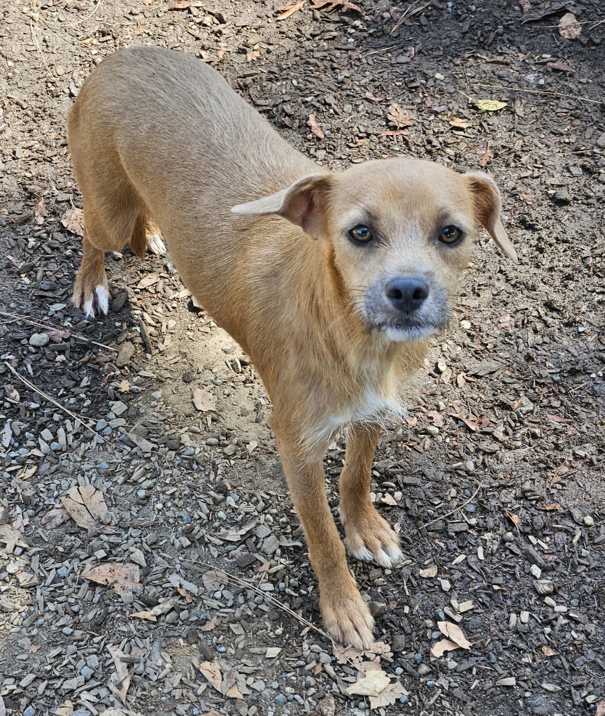Emerald, an adoptable Terrier, Mixed Breed in Lemoore, CA, 93245 | Photo Image 2