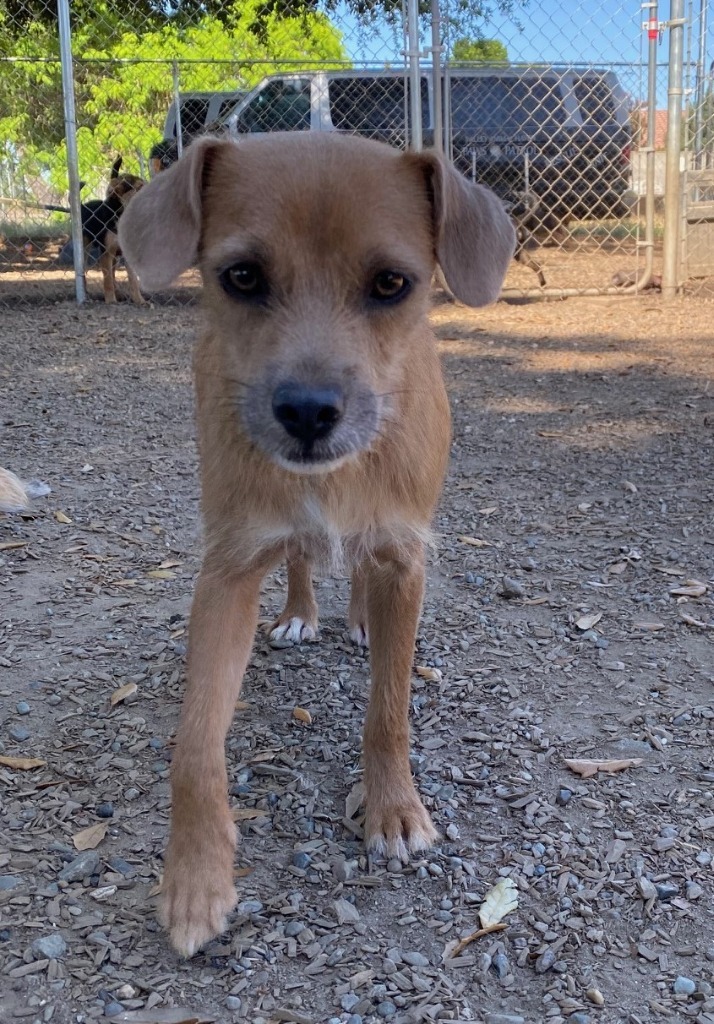 Emerald, an adoptable Terrier, Mixed Breed in Lemoore, CA, 93245 | Photo Image 3