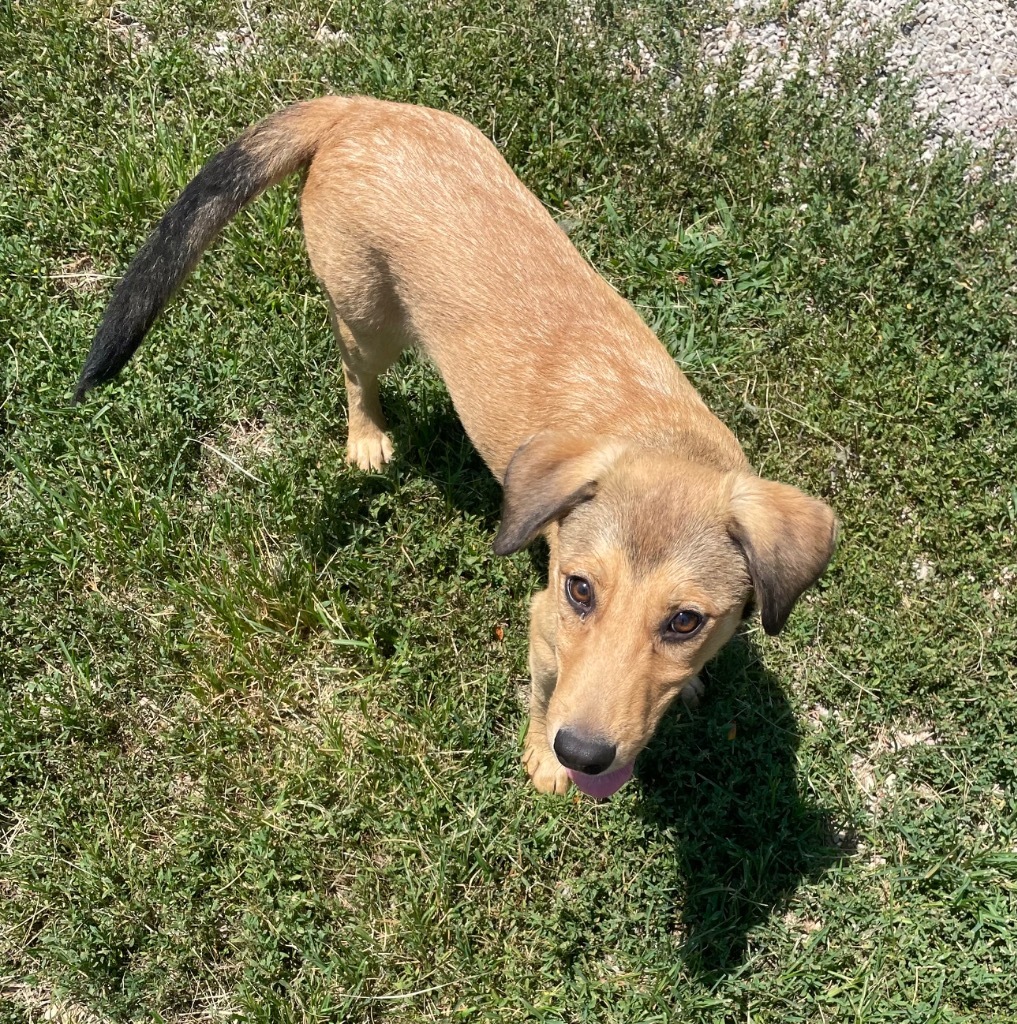 Remi