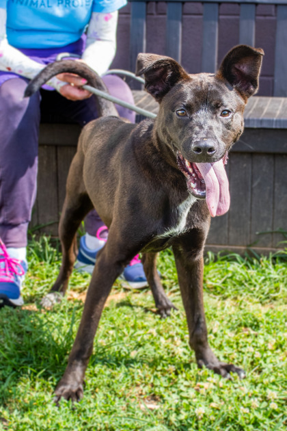 Brett - ADOPTED Photo
