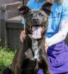 Brett - ADOPTED
