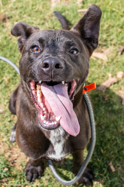 Brett - ADOPTED Photo
