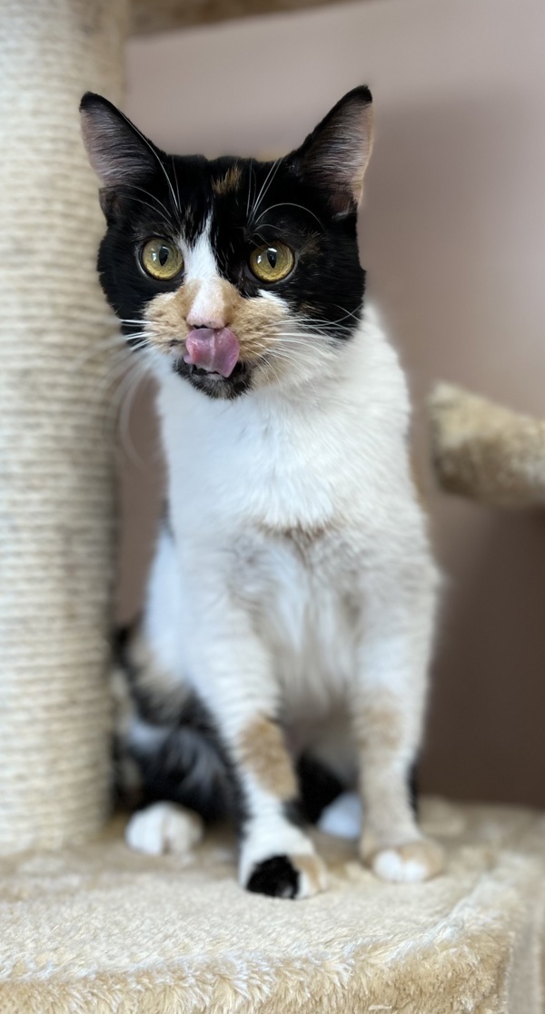 Cowgirl, an adoptable Domestic Short Hair in Great Falls, MT, 59405 | Photo Image 1