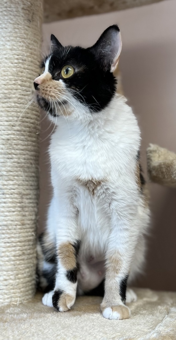 Cowgirl, an adoptable Domestic Short Hair in Great Falls, MT, 59405 | Photo Image 2