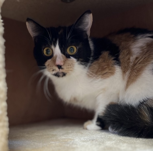 Cowgirl, an adoptable Domestic Short Hair in Great Falls, MT, 59405 | Photo Image 3