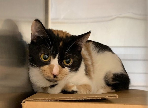 Cowgirl, an adoptable Domestic Short Hair in Great Falls, MT, 59405 | Photo Image 4