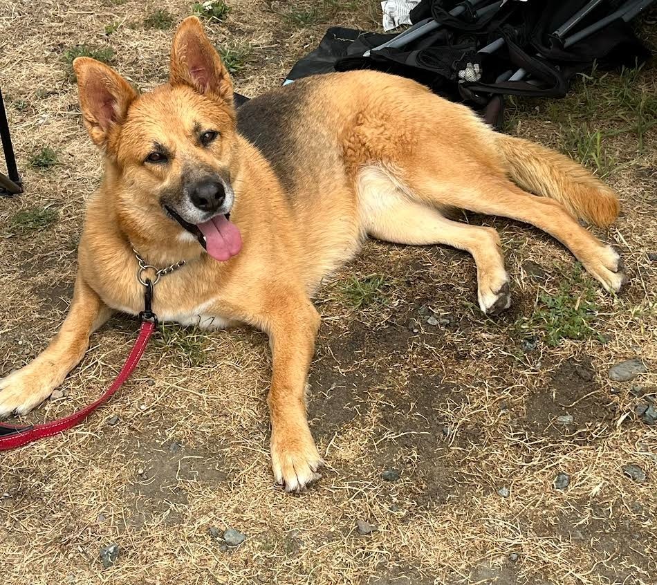 Gemma, an adoptable German Shepherd Dog in Brookings, OR, 97415 | Photo Image 1