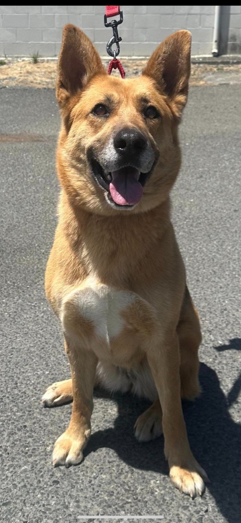 Gemma, an adoptable German Shepherd Dog in Brookings, OR, 97415 | Photo Image 2