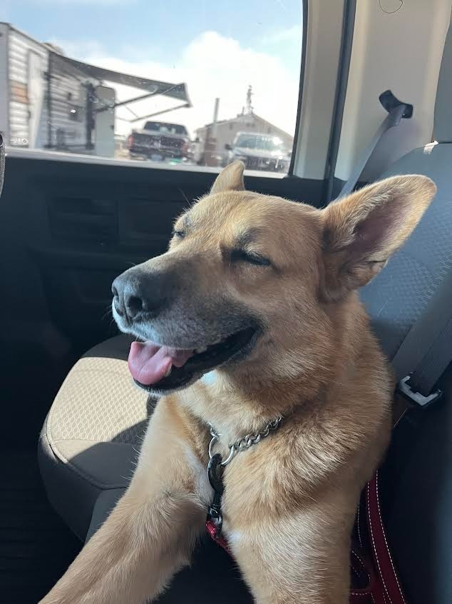 Gemma, an adoptable German Shepherd Dog in Brookings, OR, 97415 | Photo Image 3