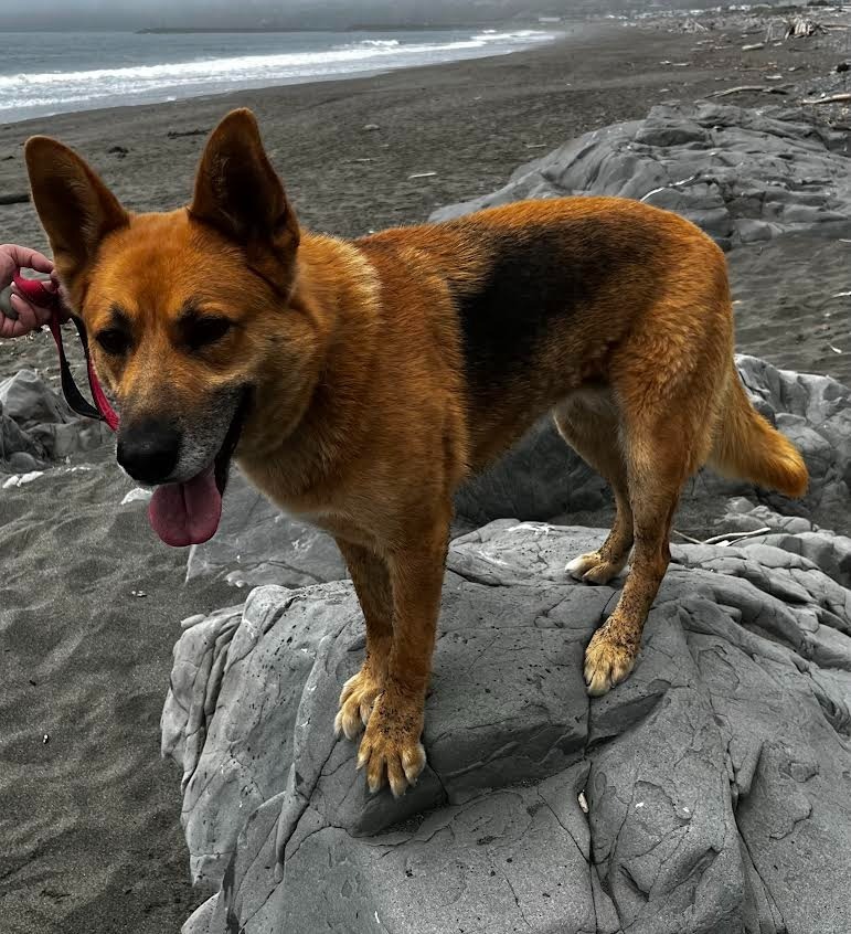 Gemma, an adoptable German Shepherd Dog in Brookings, OR, 97415 | Photo Image 4