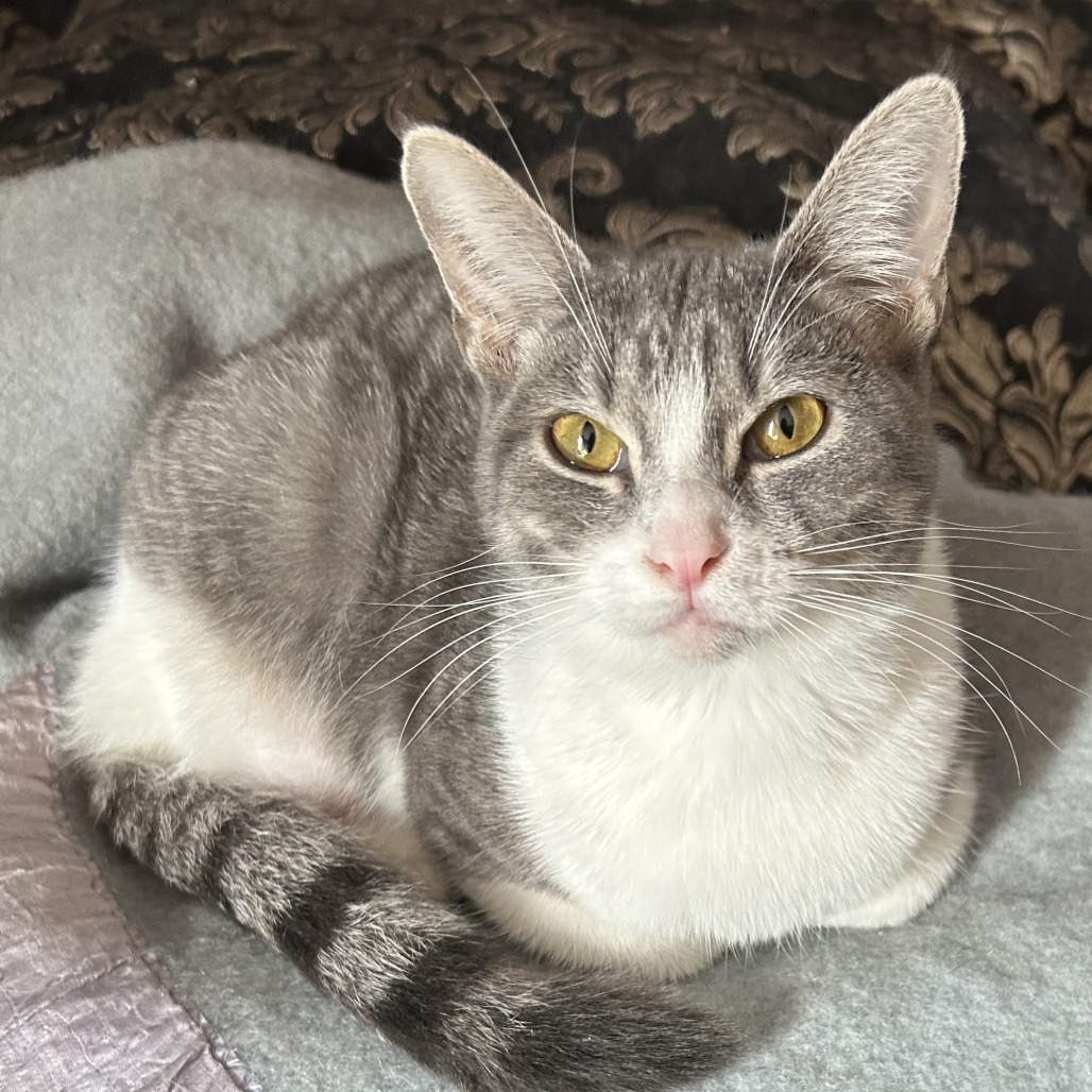 Happy NN*, an adoptable Domestic Short Hair in Austin, TX, 78701 | Photo Image 1