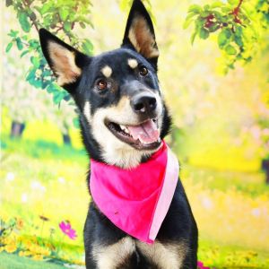 Luna JuM, Adult Female Husky