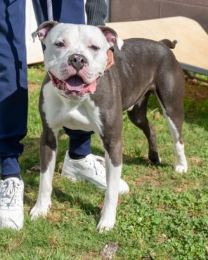 Jayjay is working hard at the shelter hoping to be promoted to your new best friend A lapdog wanna