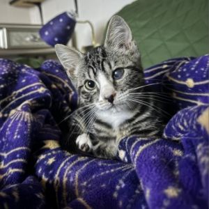 Petite dainty female kitten with great personality She is a love bug and likes to snuggle up to any