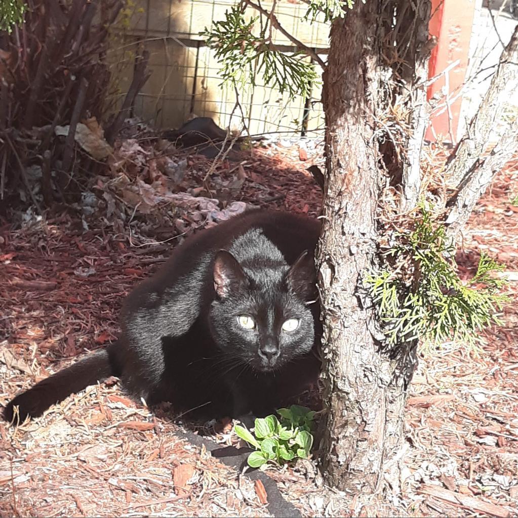 Brookestone, an adoptable Domestic Short Hair in Rochester, MN, 55903 | Photo Image 1