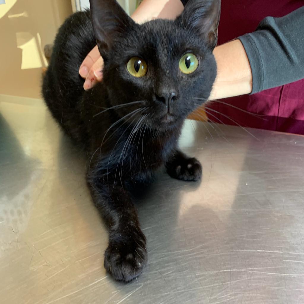 Brookestone, an adoptable Domestic Short Hair in Rochester, MN, 55903 | Photo Image 2