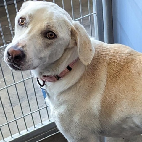 Casper, an adoptable Cattle Dog, Mixed Breed in Show Low, AZ, 85901 | Photo Image 1