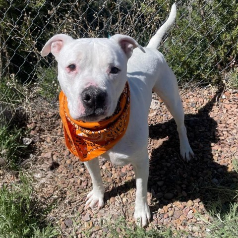 Boss, an adoptable Pit Bull Terrier in Show Low, AZ, 85901 | Photo Image 1