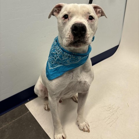 Boss, an adoptable Pit Bull Terrier in Show Low, AZ, 85901 | Photo Image 2