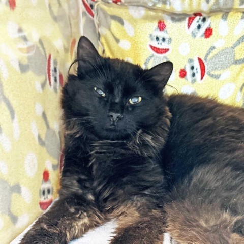 Crow, an adoptable Domestic Long Hair in Hailey, ID, 83333 | Photo Image 2