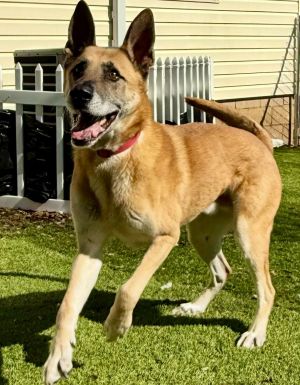 Jack, Adult Male Belgian Shepherd / Malinois