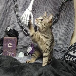 Flubber, Young Female Domestic Short Hair