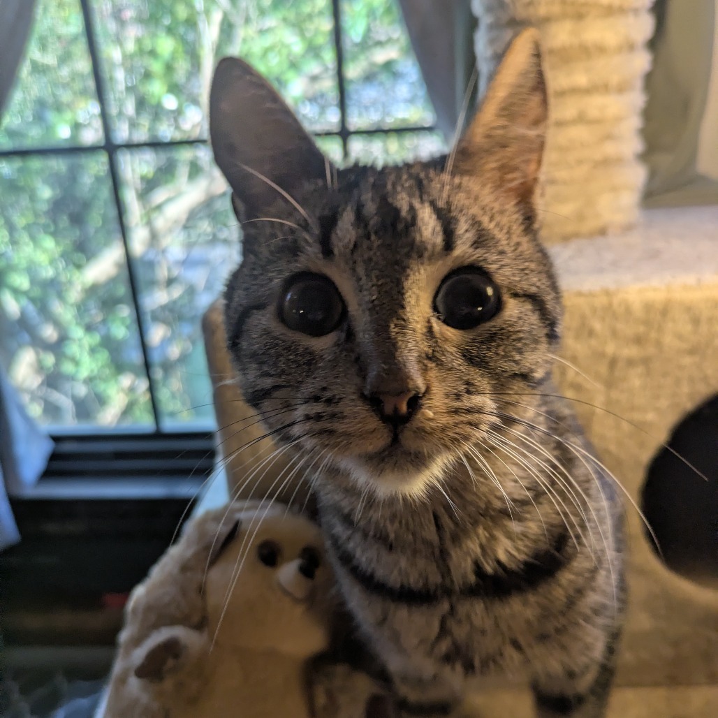 Flubber, an adoptable Domestic Short Hair in Greenwood, MO, 64034 | Photo Image 1